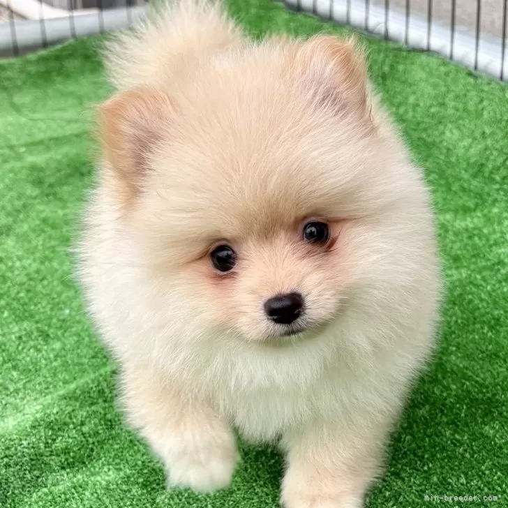 ID：2506-01542の子犬