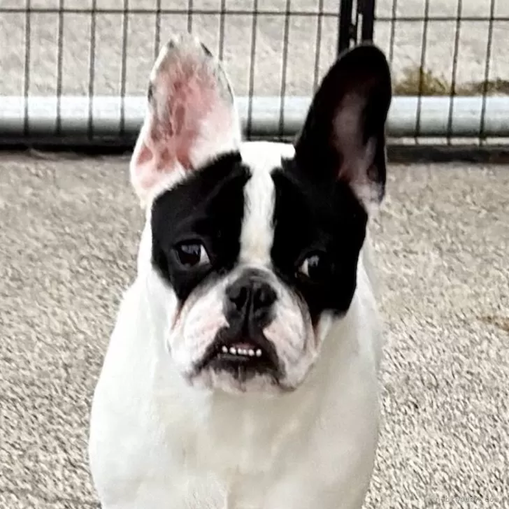 フレンチブルドッグ【埼玉県・女の子・2025年2月24日・パイド】の写真1