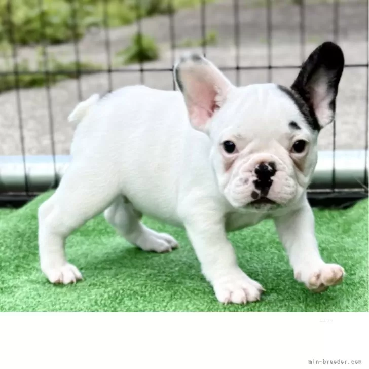 ID：2506-01253の子犬