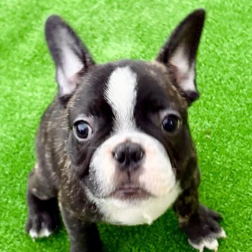 フレンチブルドッグ【埼玉県・男の子・2025年8月4日・ブリンドル】の写真「🐶遊ぶの大好き🍚モグモグ大好きぃ❣️」
