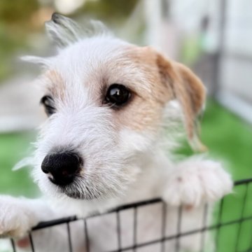 ジャックラッセルテリア【埼玉県・女の子・2025年5月16日・ホワイト&タン】の写真「🐶毛質ブロークンタイプの短足ちゃん^_^」