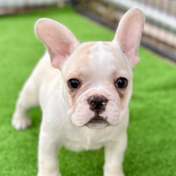 フレンチブルドッグ【埼玉県・男の子・2025年8月4日・ハニーパイド】の写真「🐶遊ぶの大好き🍚モグモグ大好きぃ❣️」