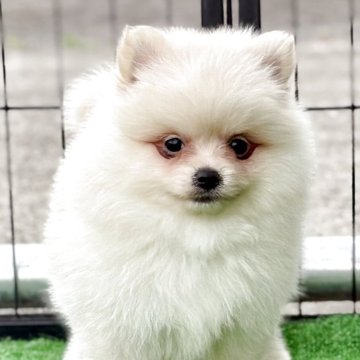 ポメラニアン【埼玉県・男の子・2025年4月8日・クリーム】の写真「🐶モコフワの可愛い子ダヌキちゃん❤️」
