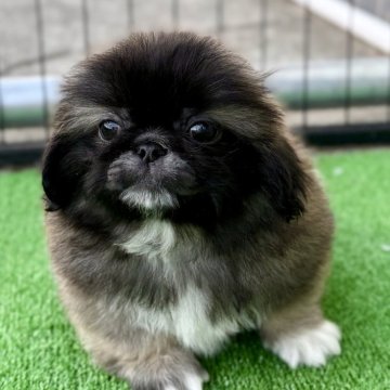 ペキニーズ【埼玉県・男の子・2024年12月19日・フォーン】の写真「🐶よく食べ🍚よく寝て💤よく遊ぶ🎶」