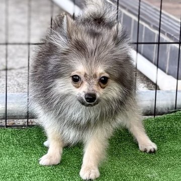 ポメラニアン【埼玉県・男の子・2025年5月5日・オレンジセーブル】の写真「🐶漆黒の毛色‼️可愛い子ちゃん☺️」