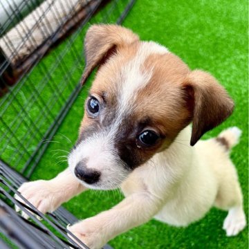 ジャックラッセルテリア【埼玉県・男の子・2025年8月23日・ホワイト&タン】の写真「🐶極小で短足元気いっぱいの男の子^_^」