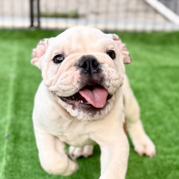 ブルドッグ【埼玉県・男の子・2025年5月2日・ホワイト&レッド】の写真「🐶ブルらしくお肉タプタプで可愛い甘えん坊💕」