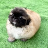 みんなの犬図鑑 - 全国で評判の良いペキニーズのブリーダー紹介
