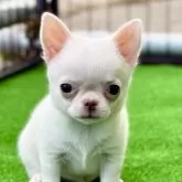 チワワ(スムース)