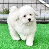 ミニチュアプードル