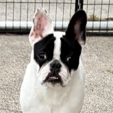 フレンチブルドッグ