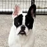 フレンチブルドッグ【埼玉県・女の子・2025年2月24日・パイド】の写真1