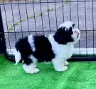 シーズー【埼玉県・男の子・2024年9月8日・ブラック&ホワイト】の写真5