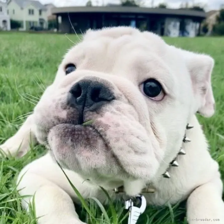 ID：2306-04765の子犬