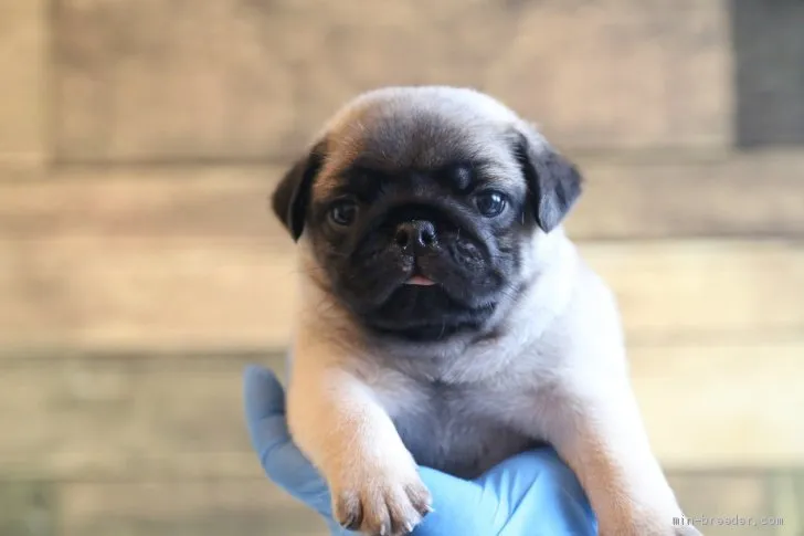 ID:2007-02444の子犬