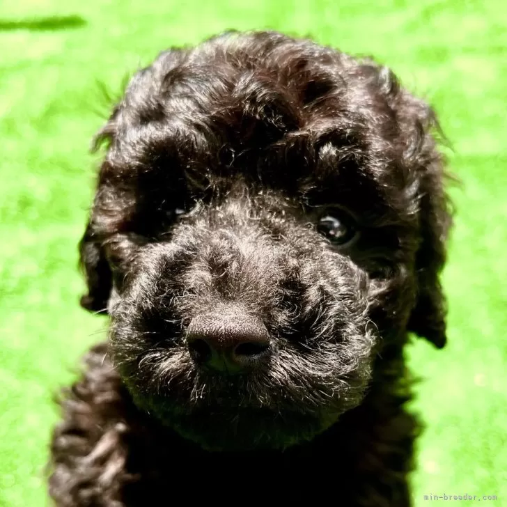 タイニープードル【埼玉県・男の子・2024年6月23日・ブラック】の写真1