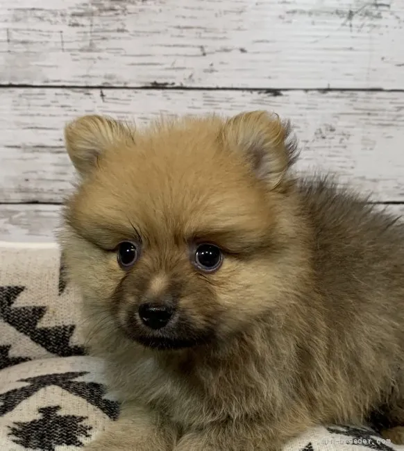 ID：2107-02965の子犬