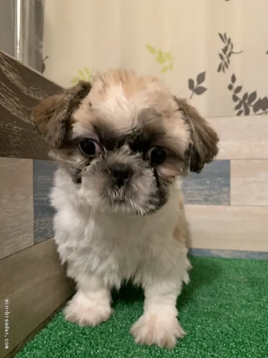 ID：2102-00498の子犬