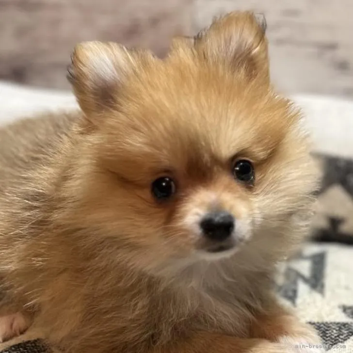 ID：2212-00247の子犬