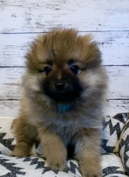 ポメラニアン【埼玉県・男の子・2021年9月11日・オレンジ】の写真「❤️毛量の多くて可愛いタヌキっ子❤️」