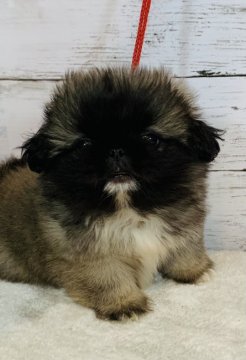 ペキニーズ【埼玉県・男の子・2021年2月22日・フォーン】の写真「コロコロで短足の男の子です❤️」