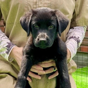 ラブラドールレトリバー【埼玉県・女の子・2024年5月30日・ブラック】の写真「🍚モリモリ元気で可愛い美人ちゃん❤️」