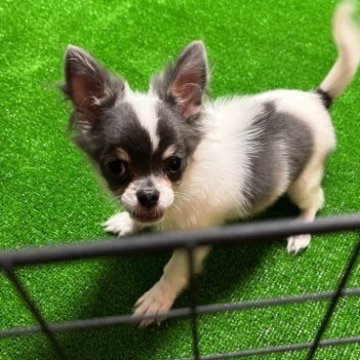 チワワ(ロング)【埼玉県・男の子・2023年6月3日・ホワイトブルー&タン】の写真「健康優良児‼️元気に可愛くぴょんぴょん^_^」