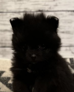 ポメラニアン【埼玉県・女の子・2022年2月3日・ブラック】の写真「❤️毛量の多くて可愛いタヌキっ子❤️」