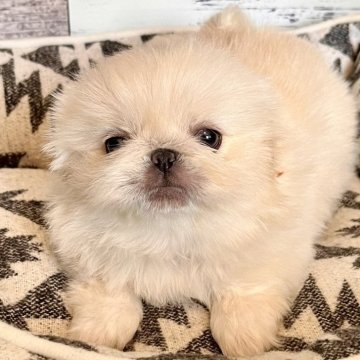 ペキニーズ【埼玉県・女の子・2023年12月29日・ホワイト】の写真「☺️鼻ぺちゃ短足コロコロのおとぼけちゃん❤️」