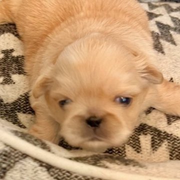 ペキニーズ【埼玉県・男の子・2023年3月22日・レッド】の写真「可愛さ増し増し❣️ヨチヨチおっとり君❤️」