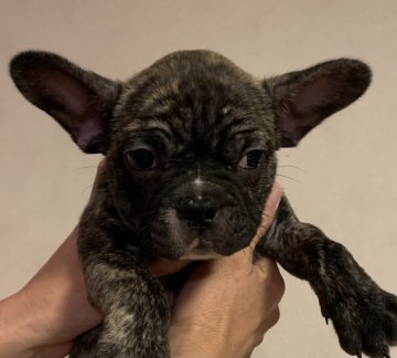 フレンチブルドッグ【埼玉県・男の子・2020年7月20日・ブリンドル】の写真「綺麗な虎柄の甘えん坊で超元気な男の子❤️」