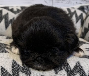 ペキニーズ【埼玉県・女の子・2021年11月6日・ブラック】の写真「超おっとりお饅頭顔でコロッコロ❤️」