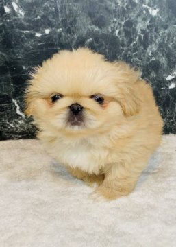 ペキニーズ【埼玉県・男の子・2021年2月22日・レッド】の写真「短足❤️可愛い❤️レッドの子です^_^」