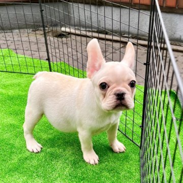 フレンチブルドッグ【埼玉県・男の子・2024年2月11日・クリーム】の写真「🐶可愛いさ増し増クリクリおめめのかまって君^_^」