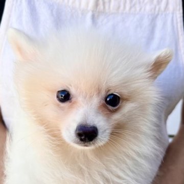 ポメラニアン【埼玉県・女の子・2023年5月10日・クリーム】の写真「❤️可愛い子甘えん坊ちゃん❤️」