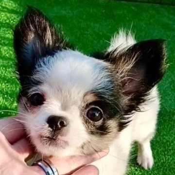 チワワ(ロング)【埼玉県・女の子・2024年4月10日・ホワイト&ブラックタン】の写真「ぴょんぴょん超元気‼️可愛い甘えん坊^_^」