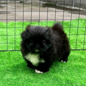 ペキニーズ【埼玉県・女の子・2024年8月8日・ブラック】の写真「🐶よく食べ🍚よく寝て💤よく遊ぶ^_^」