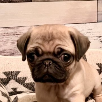 パグ【埼玉県・女の子・2023年11月17日・フォーン】の写真「🐶寝顔が可愛い小さめのムッチリ女子💕」