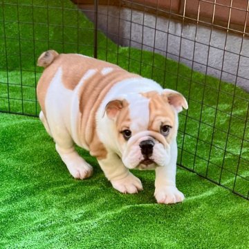 ブルドッグ【埼玉県・男の子・2024年1月13日・レッド&ホワイト】の写真「💪体格＆🐶柄共に良しの甘えん坊君💕」