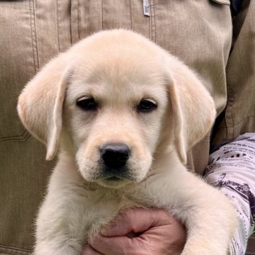 ラブラドールレトリバー【埼玉県・女の子・2024年5月30日・イエロー】の写真「🍚モリモリ元気で可愛い美人ちゃん❤️」