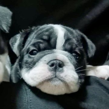 ブルドッグ【埼玉県・女の子・2023年11月8日・ブラック&ホワイト】の写真「ムッチムチ🐶恥ずかしがり屋の甘えん坊さん💕」