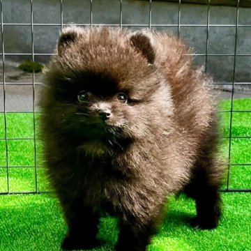 ポメラニアン【埼玉県・男の子・2024年3月22日・ブラック】の写真「❤️小ぶりの可愛い子タヌキちゃん❤️」