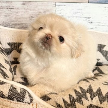 ペキニーズ【埼玉県・女の子・2023年12月29日・ホワイト】の写真「☺️短足モフモフの天然ちゃん❤️」
