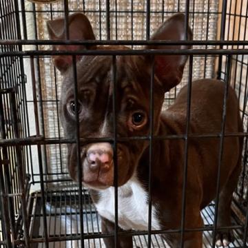 ピットブル✖️ショーティーブル【埼玉県・男の子・2022年9月14日・チョコ】の写真「当日お迎え可能！超元気っ子の甘えん坊君^_^」