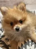 ポメラニアン【埼玉県・女の子・2022年10月2日・オレンジ】の写真2