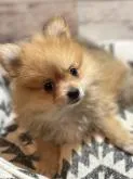 ポメラニアン【埼玉県・女の子・2022年10月2日・オレンジ】の写真3