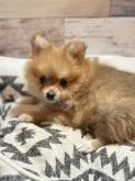 ポメラニアン【埼玉県・女の子・2022年10月2日・オレンジ】の写真4