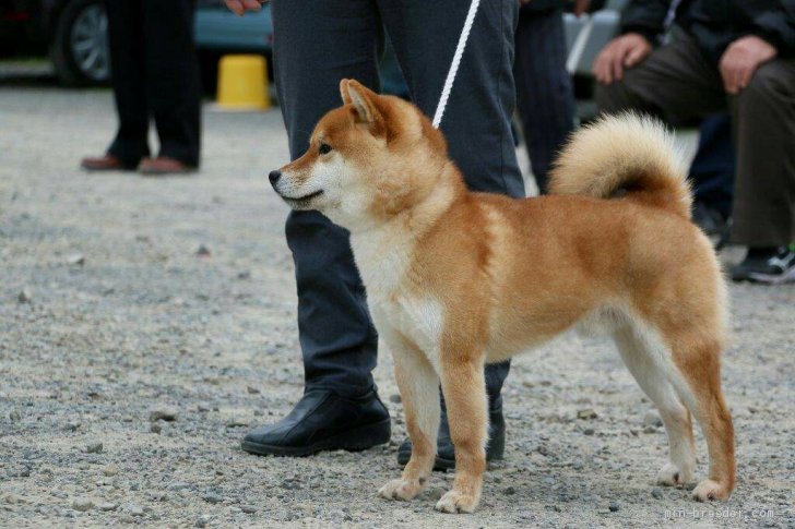 柴の福政号｜西田　玉枝(にしだ　たまえ)ブリーダー(愛媛県・柴犬・日本犬保存会登録)の紹介写真1