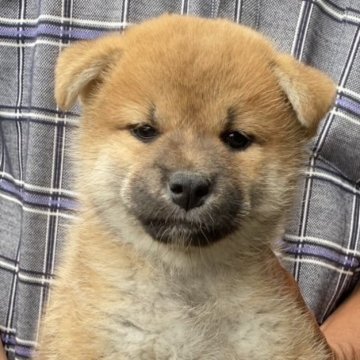 柴犬(標準サイズ)【愛媛県・女の子・2025年8月20日・赤】の写真「人懐っこい女の子、父犬完成犬」