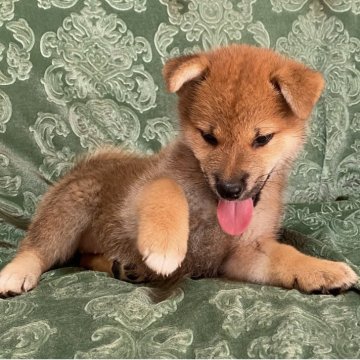 柴犬(標準サイズ)【愛媛県・女の子・2025年8月20日・赤】の写真「人懐っこい女の子、父犬完成犬」